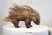 museum de histoire naturelle troyes 8-2025 2814